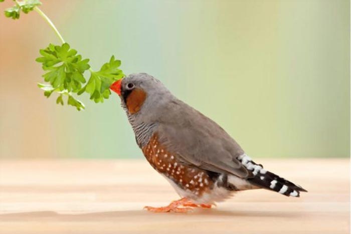 خوردن سبزیجات توسط پرندگان