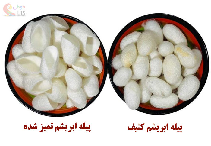 انواع کرم پیله ابریشم