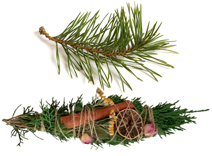 اسماج برگ کاج سوزنی