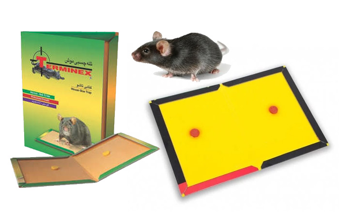 تله موش چسبی