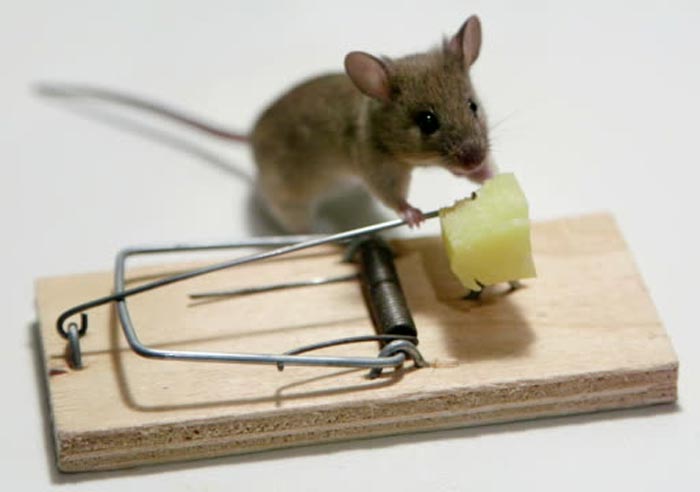 خرید انواع تله موش