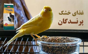 معرفی و خرید بهترین غذای خشک انواع پرندگان زینتی