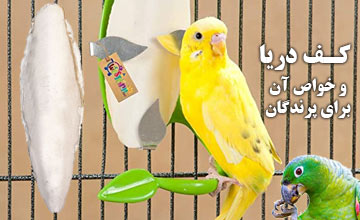 کف دریا چیست و چه خواص و فوایدی برای پرندگان زینتی دارد؟