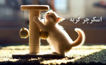 اسکرچر گربه چیست؟ راهنمای خرید و آموزش نحوه استفاده