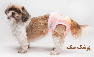 پوشک سگ چیست و چه زمان هایی استفاده می شود؟
