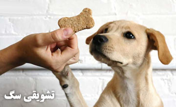 بهترین غذای تشویقی سگ خانگی | راهنمای کامل خرید و استفاده