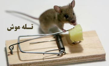 بهترین تله موش جدید و قوی که واقعا موش می گیرد!